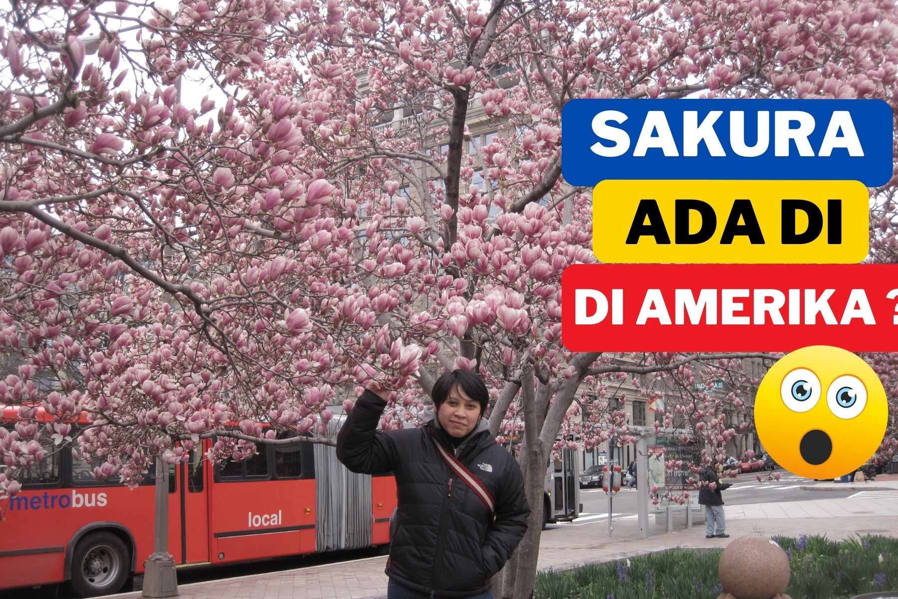 Sakura tidak hanya di Jepang ?