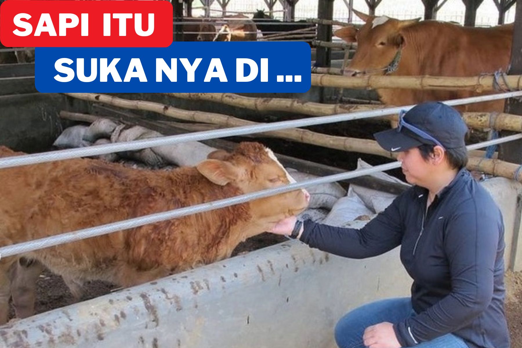 Sapi itu paling suka di pegang di .... ?